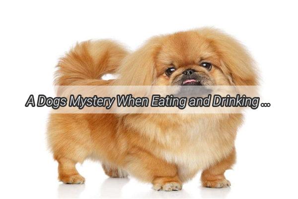 A Dogs Mystery When Eating and Drinking Cease Abdominal Breathing Begins